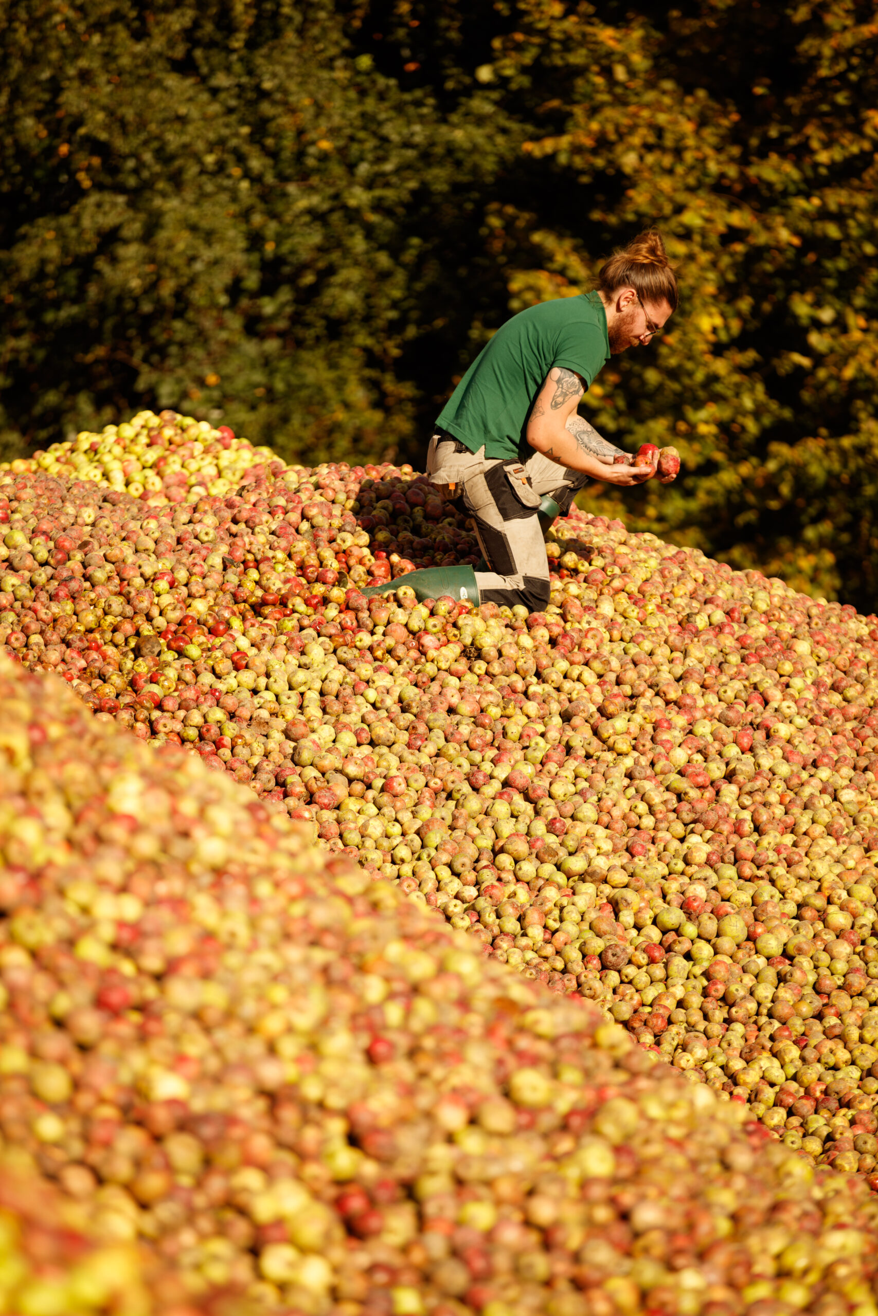 Reportage calvados Busnel — photo David Morganti