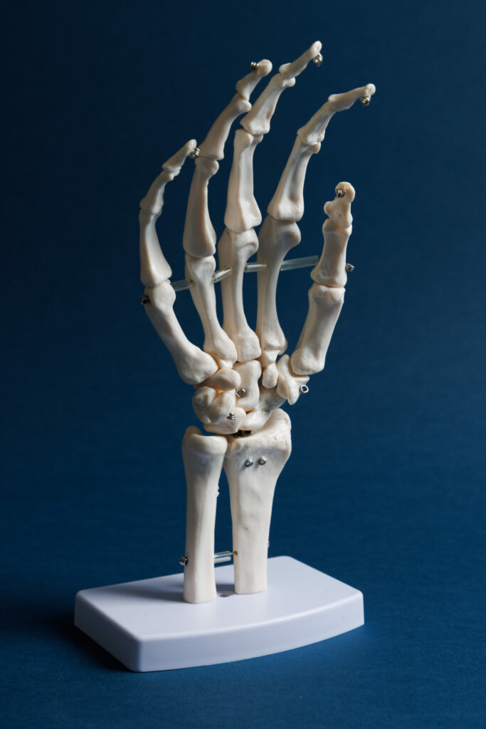 Modèle anatomique du squelette de la main, cabinet de chirurgie — photo David Morganti